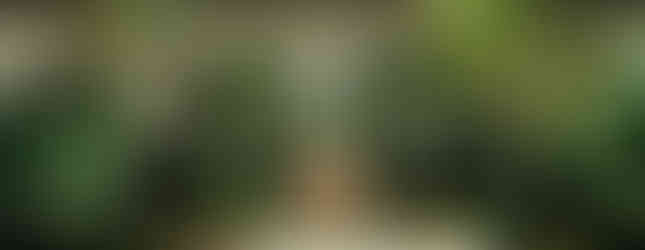 Vizcaya Museum & Gardens