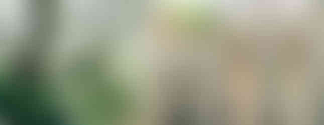 Vizcaya Museum & Gardens