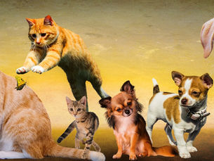 “Dog” Jews and “Cat” Jews: Contemporary Judaism, the Synagogue, and Jewish Innovation