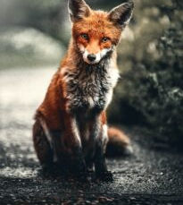 Outfoxing God: The Tail End of Amends and a Warm Welcome to the Human Race