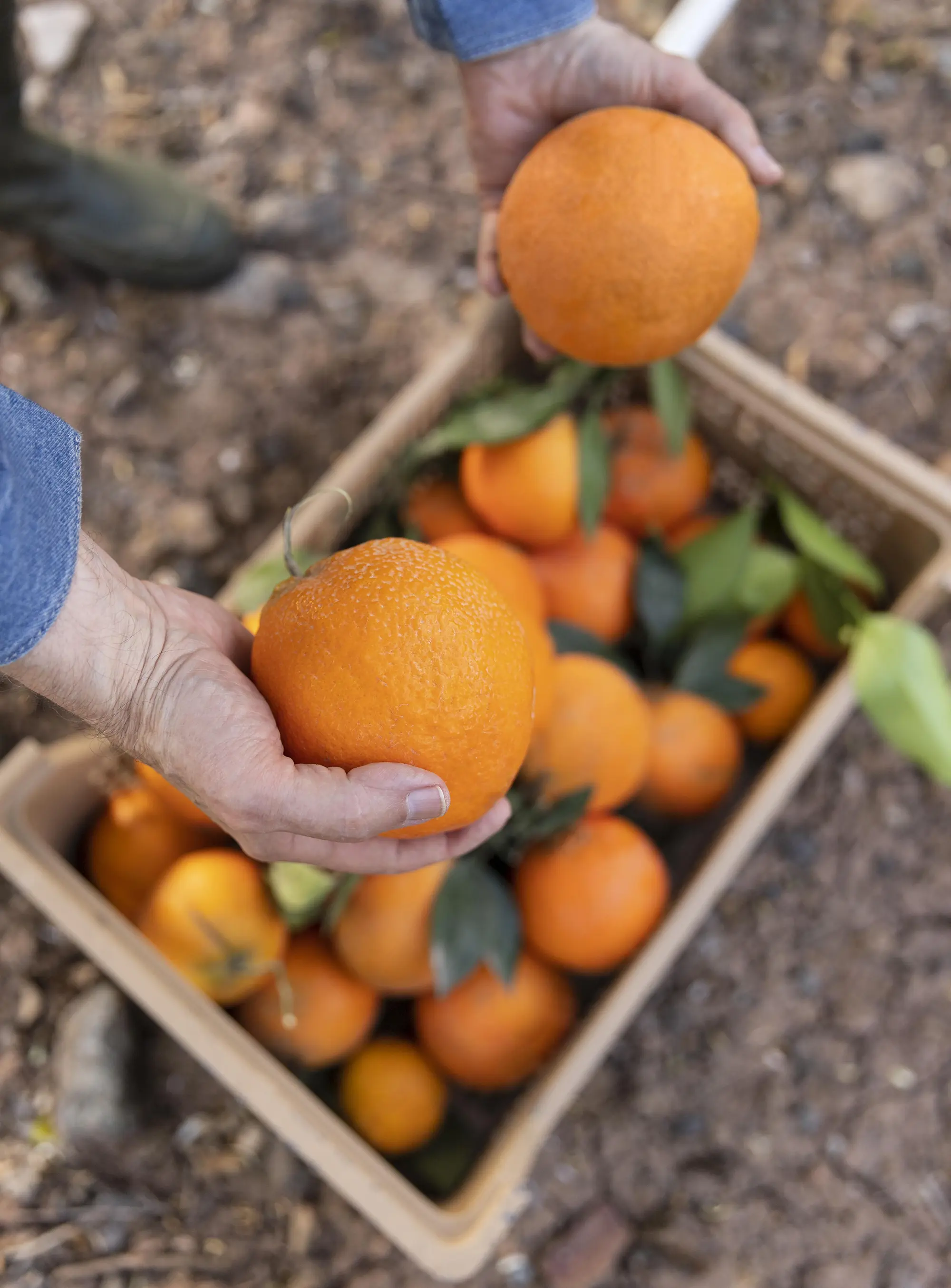 naranjas.webp