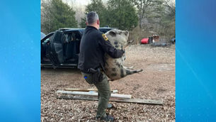 Pig that wandered into Ellenboro home safely returned, deputies say