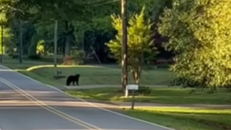 A bear in Lattimore near a road
