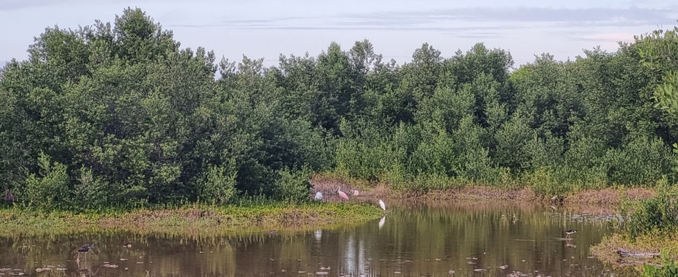 Birdwatching in Mangroves