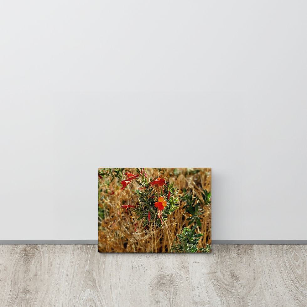 Thumbnail: California Fuchsia on Canvas