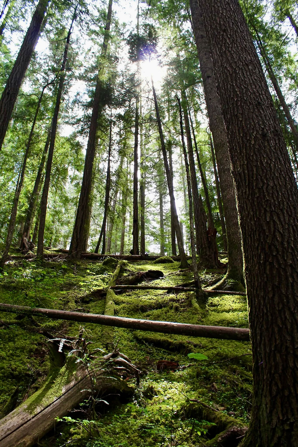 Photo compliments of my sister-in-law Caitlin Pitre for this peaceful image in the rainforest on Vancouver Island