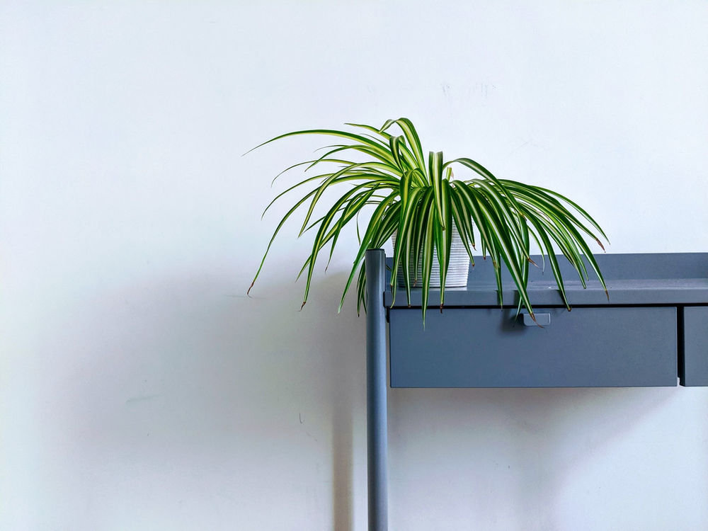 Houseplants That Fight Mold