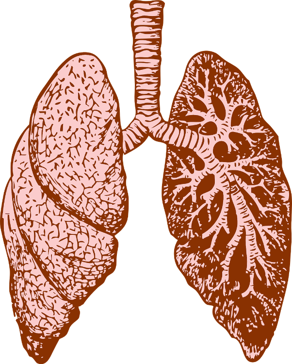 why is mold harmful to our respiratory system?