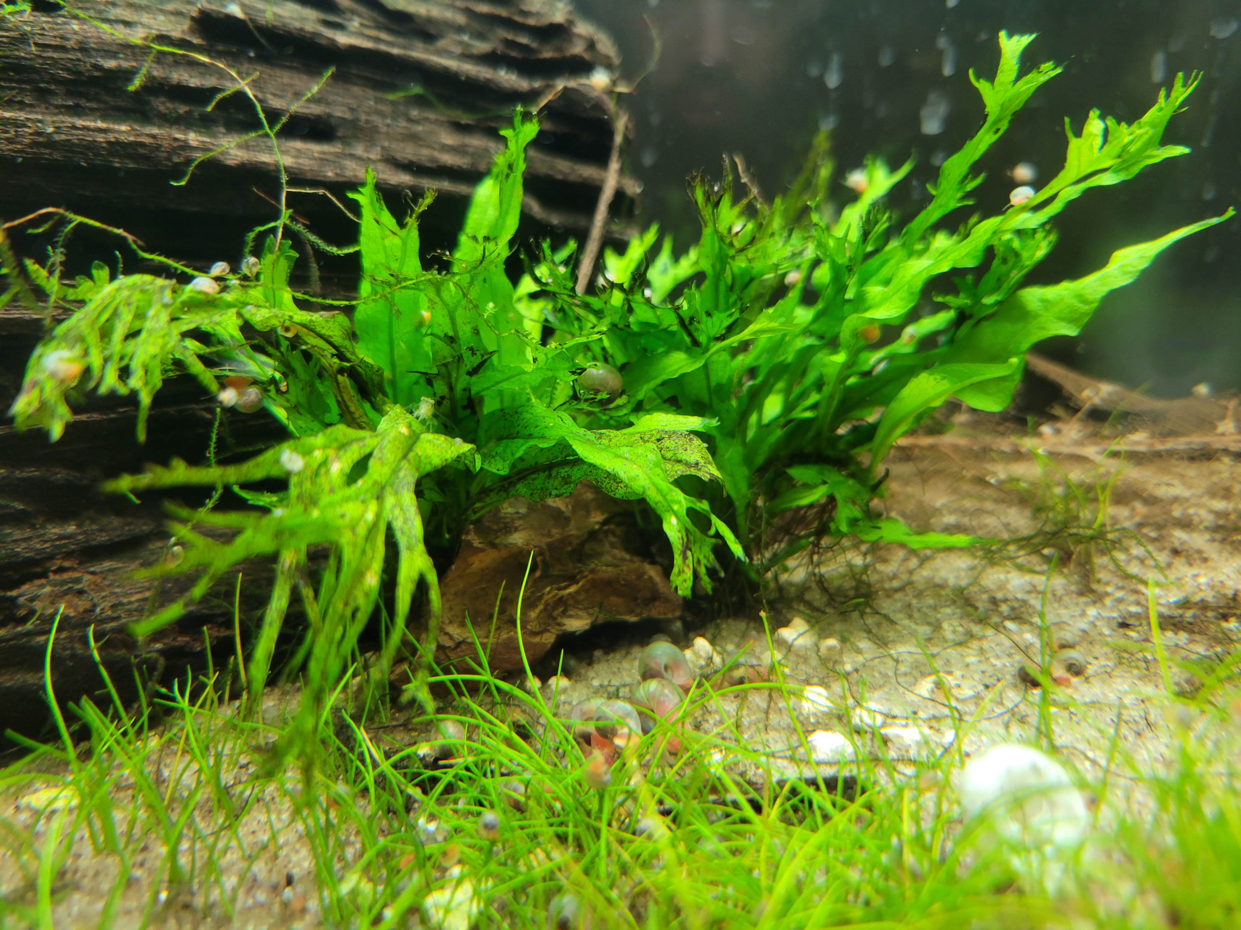 Java Fern 'Windelov'