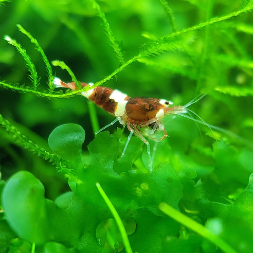 Red King Kong Caridina Shrimp x10 | Bob Moss Shop