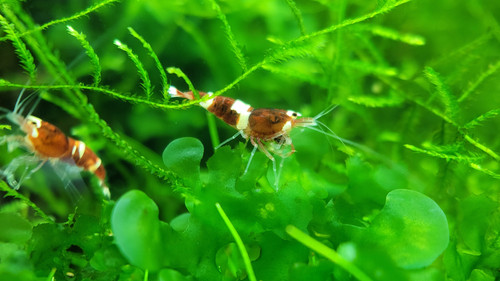Red King Kong Caridina Shrimp x10 | Bob Moss Shop