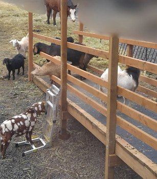 Untitled design (6)_edited.jpg