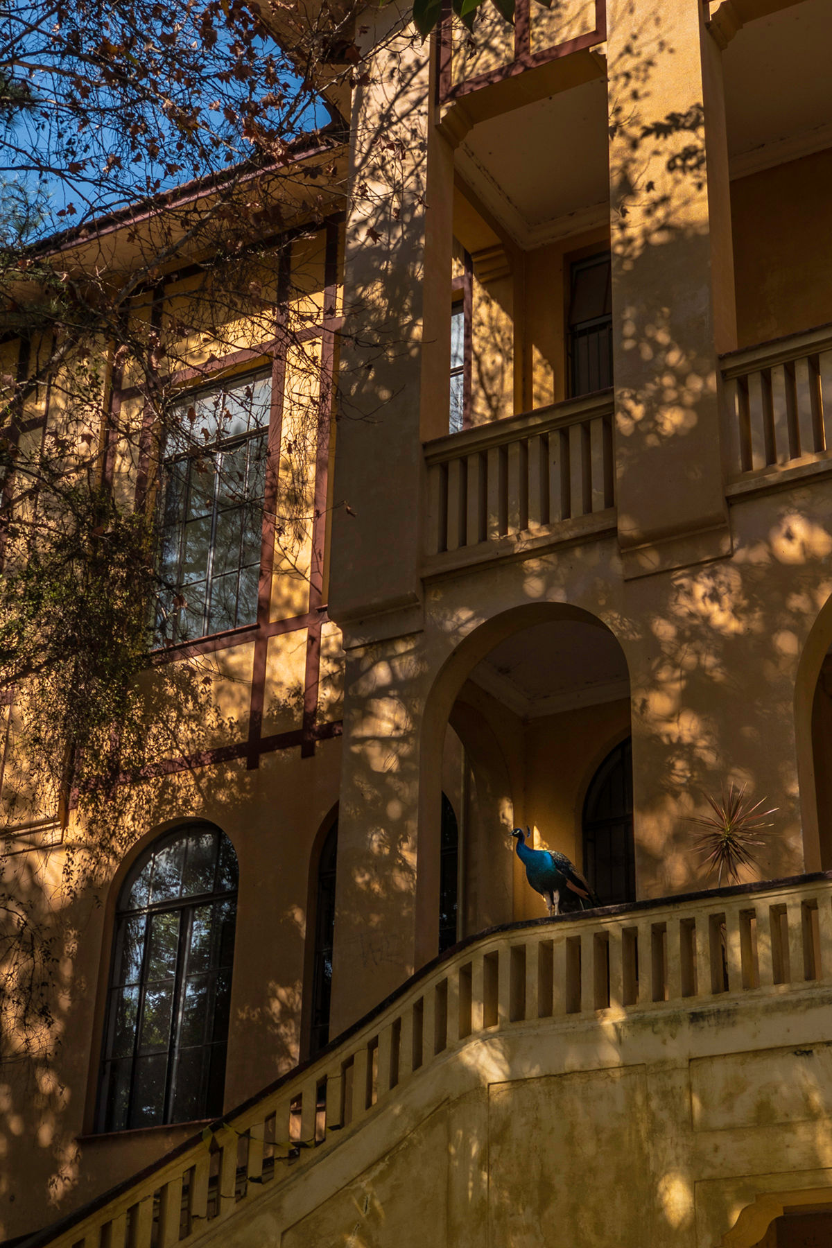The House of the Peacock #01
