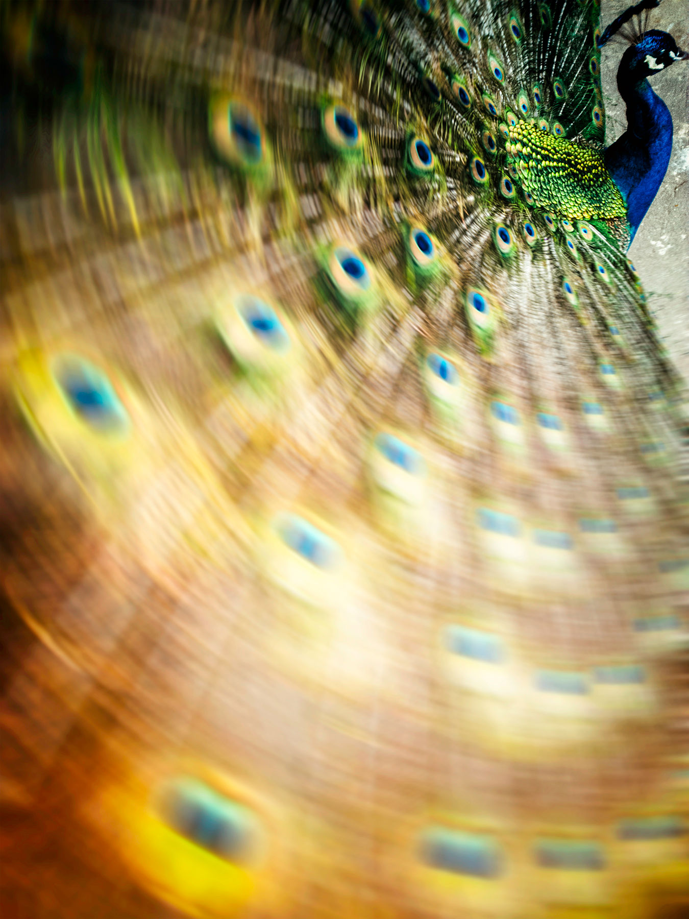 Peacock #12