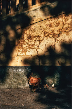 APC_7566-hdr-DeNoiseAI-low-light_edited