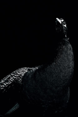 Peacock #21