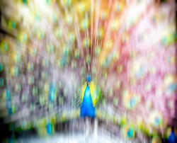 Peacock #40