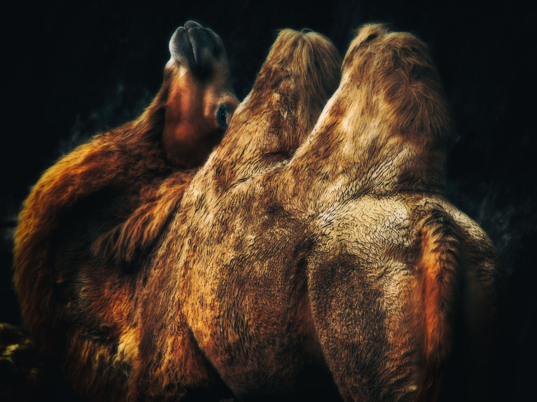 Animals #74