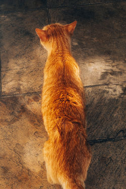 Cat #114