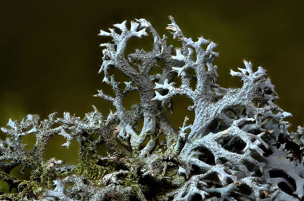 Pseudevernia furfuracea.jpg