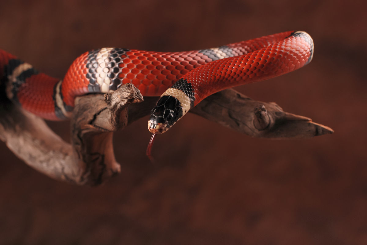 Scales N Tails Colorado Springs