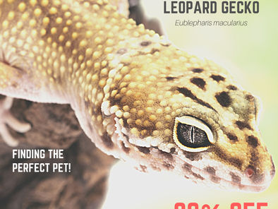 July's Animal of the month: Leopard Gecko (Eublepharis macularius), a true classic!