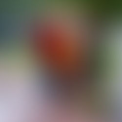 Советское Поле Славы в Королевстве Нидерланды