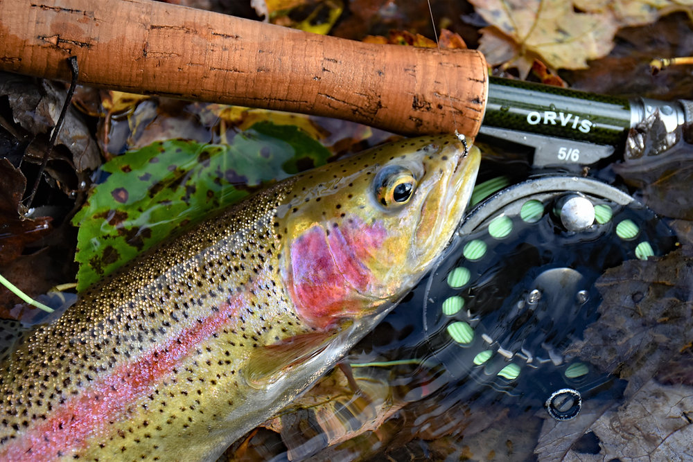 Fishing the Upper (Upper) Allegheny River