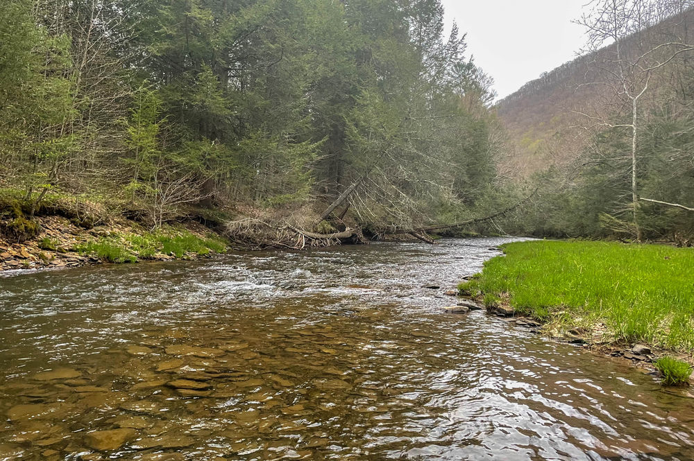 The Cross Fork Experience