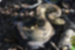 ree