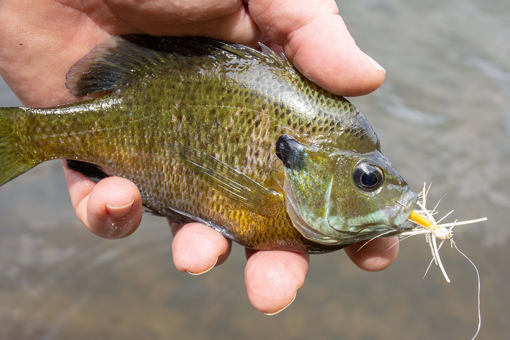Bluegills on the Fly