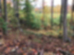 Hunting deer around clearcuts