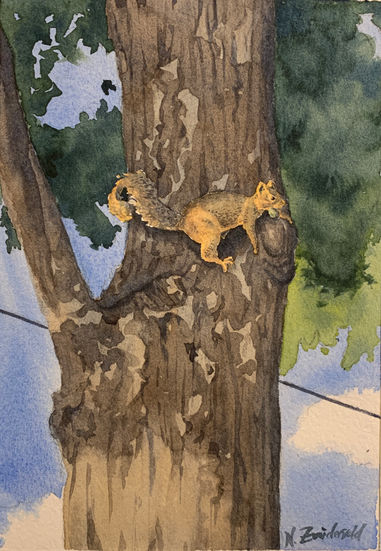 Defensive Squirrel watercolor painting