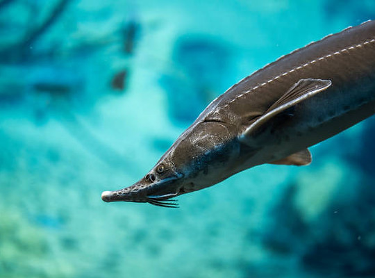 ブラックロイヤルフィッシュ イルミネイティングクリーム Diana Gen ブラックロイヤルフィッシュ イルミネイティングクリーム Diana Gen