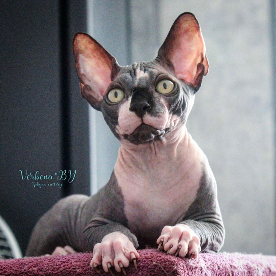 Verbena*BY Onyx, male n 03