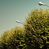 Bush lights, Paris, 2018