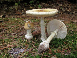 amanita vaginata