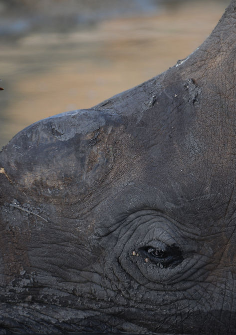 Luxurious Safari Lodges amidst Spectacular Landscapes