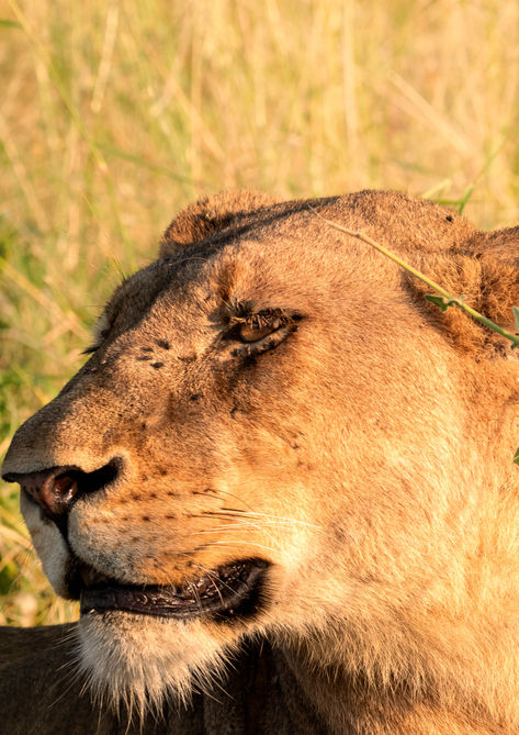 Breathtaking Safari Destinations for Outdoor Lovers