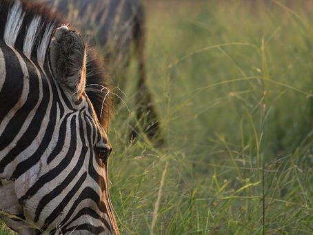 Bespoke Safari Holidays for Irish Travellers: Tailored, Trusted, and Truly Unforgettable