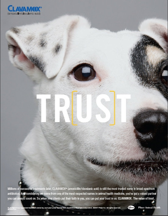 Black and white dog