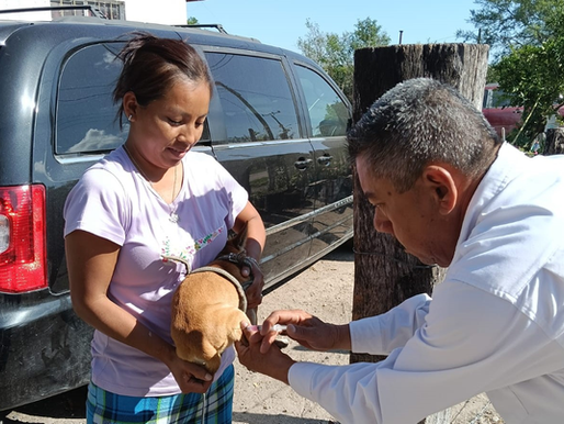 REALIZARÁN SST E IMSS-BIENESTAR CAMPAÑA MASIVA DE VACUNACIÓN ANTIRRÁBICA.