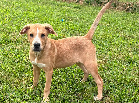 Male Puppy 2.jpeg