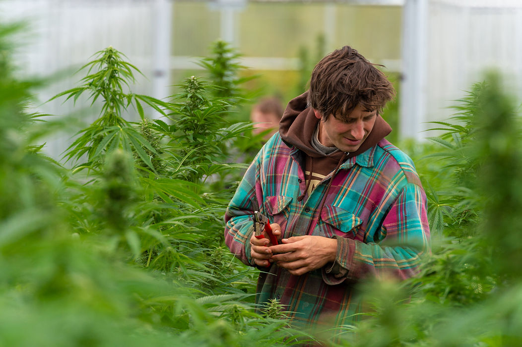 Grow_Max Jackson_0002.jpg