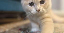 マンチカンのこはくちゃん