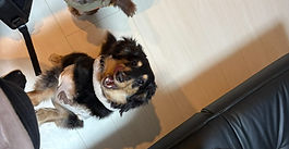 ミニチュアダックスフンドのとのくん、イヴくん、ゆきちくん