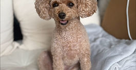 トイプードルのマロちゃん