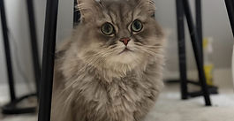 ミヌエットのむんちゃん