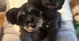 ミニチュアシュナウザーのアイルちゃんとアトムちゃん