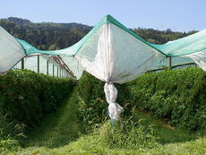 beeren-wyss.ch
